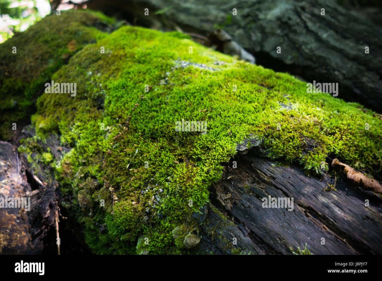 Green moss on a log in the forest Stock Photo