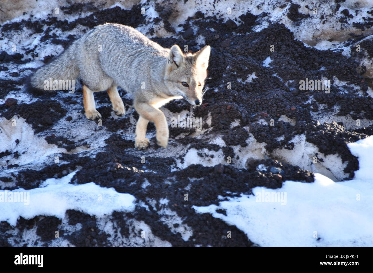 animals, nature-sanctuary, chile, south america, fox, andes, traveling ...