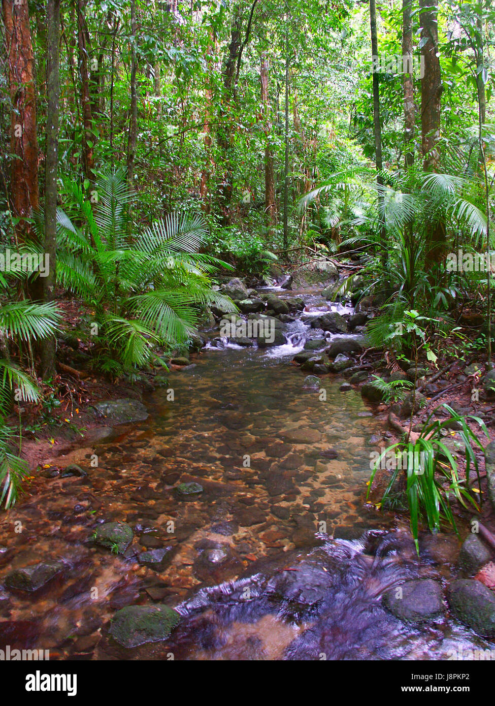 australia, rain, australian, rainforest, rain forest, forest, raining,  shine Stock Photo - Alamy