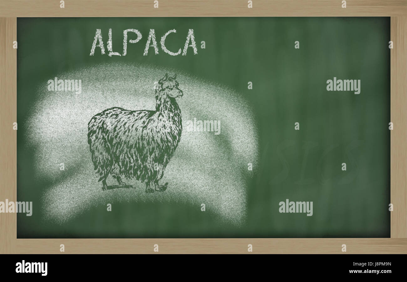 education, animal, mammal, blackboard, chalk, sketch, photo, picture, image, Stock Photo