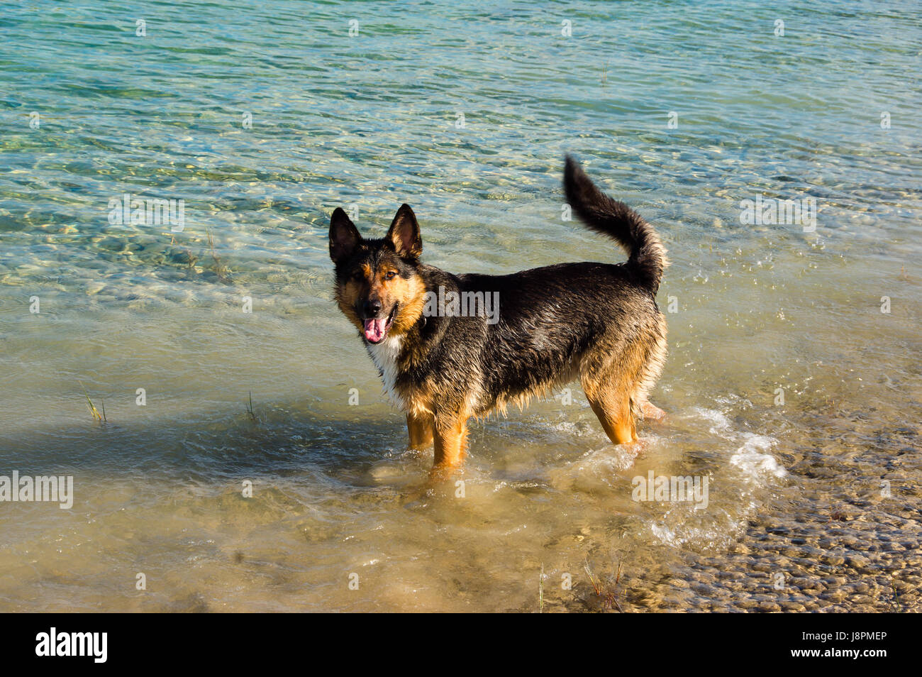 german shepherd bathes in water Stock Photo