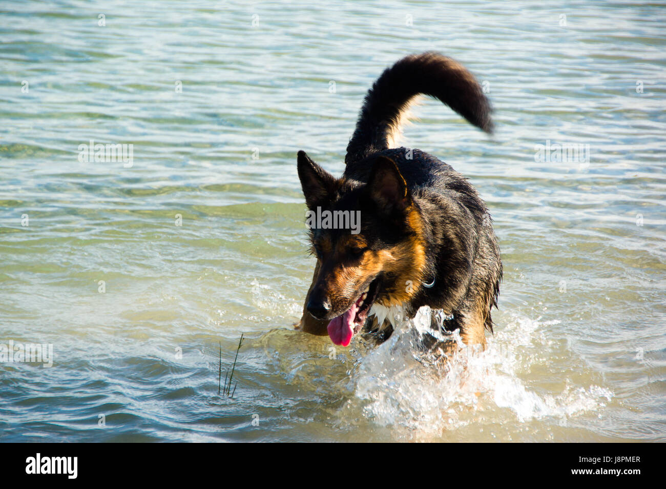 german shepherd bathes in water Stock Photo