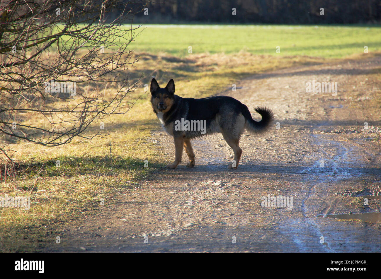 Dog wayside hi-res stock photography and images - Alamy