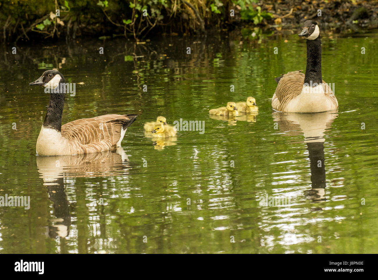 Gavin rowley hi res stock photography and images Page 13 Alamy