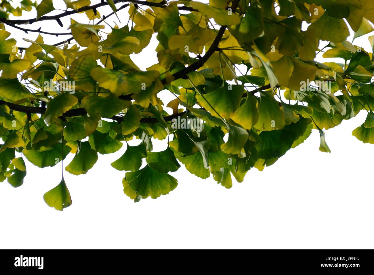 ginkgo biloba in sunlight Stock Photo Alamy