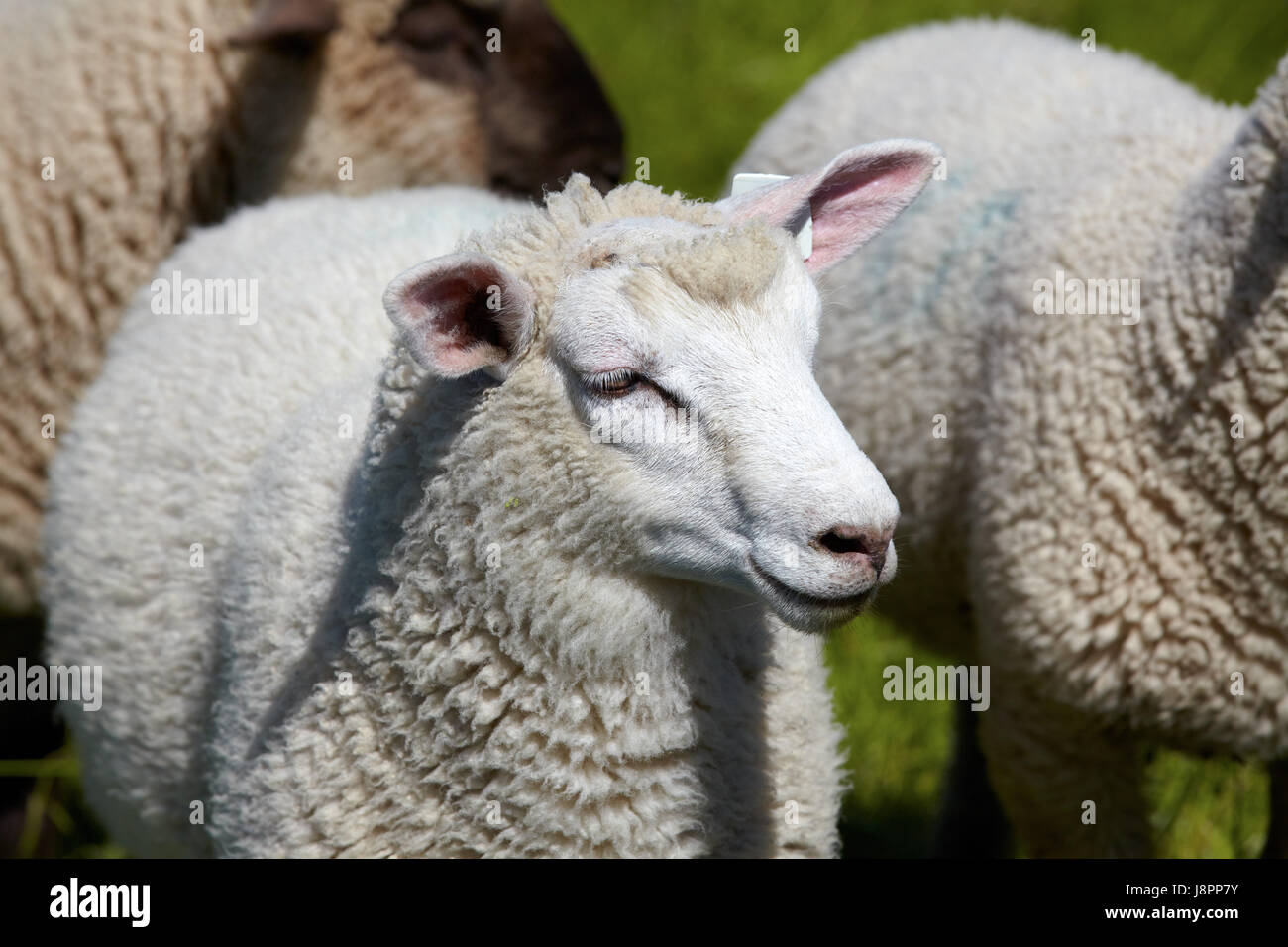 profile, green, portrait, sheep, sheep farming, wool, head, willow, macro, Stock Photo
