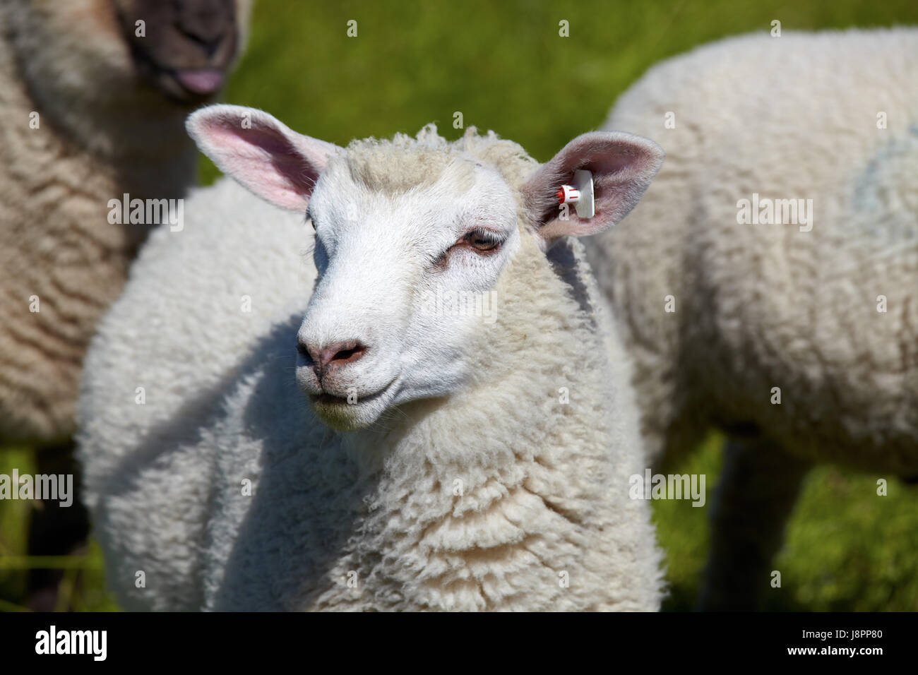 profile, green, portrait, sheep, sheep farming, wool, head, willow, macro, Stock Photo