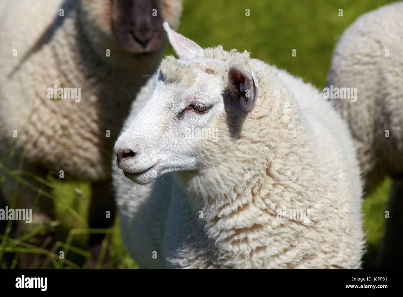 portrait of a sheep on the meadow Stock Photo - Alamy