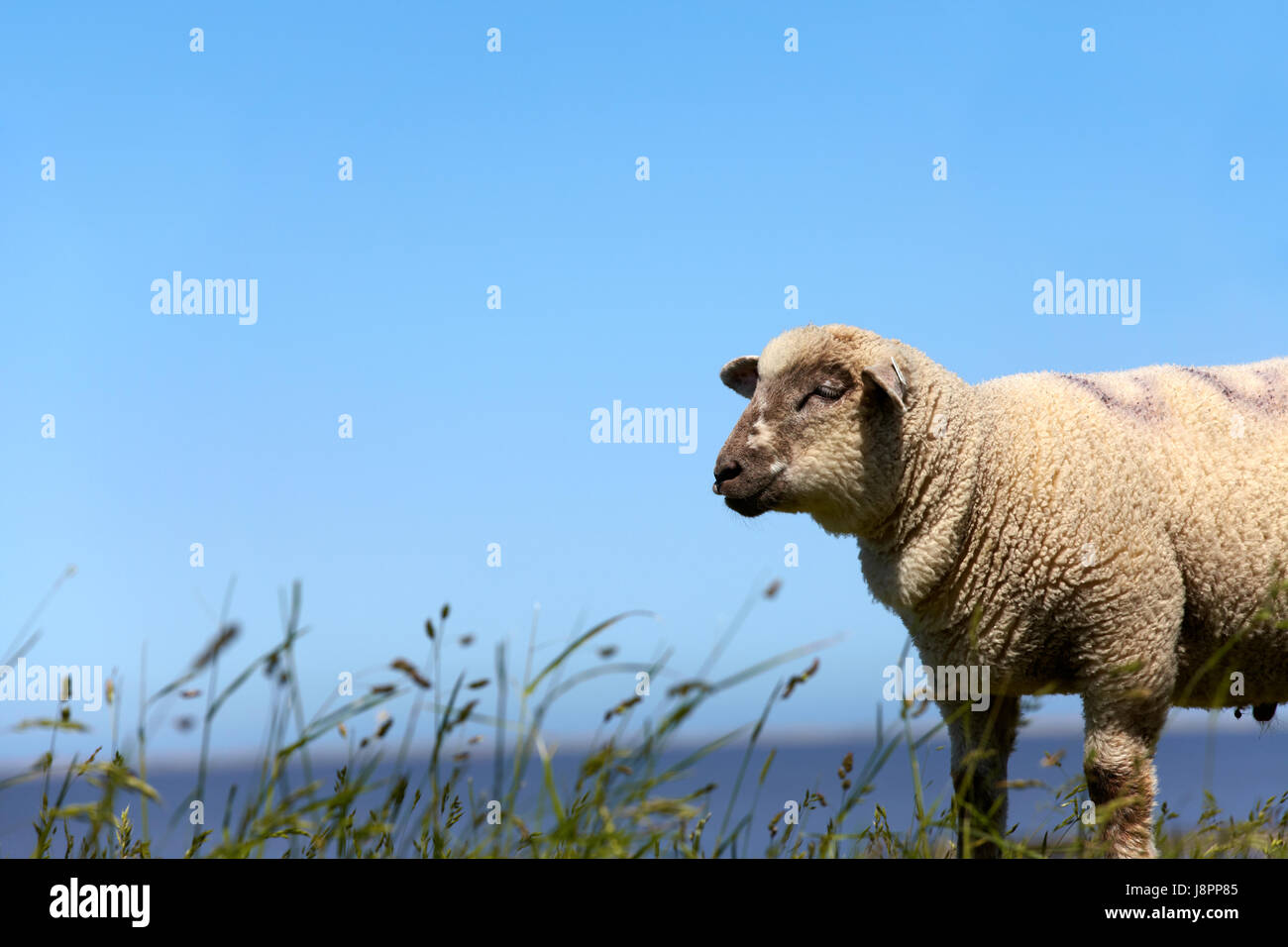 portrait of a sheep on the meadow Stock Photo - Alamy