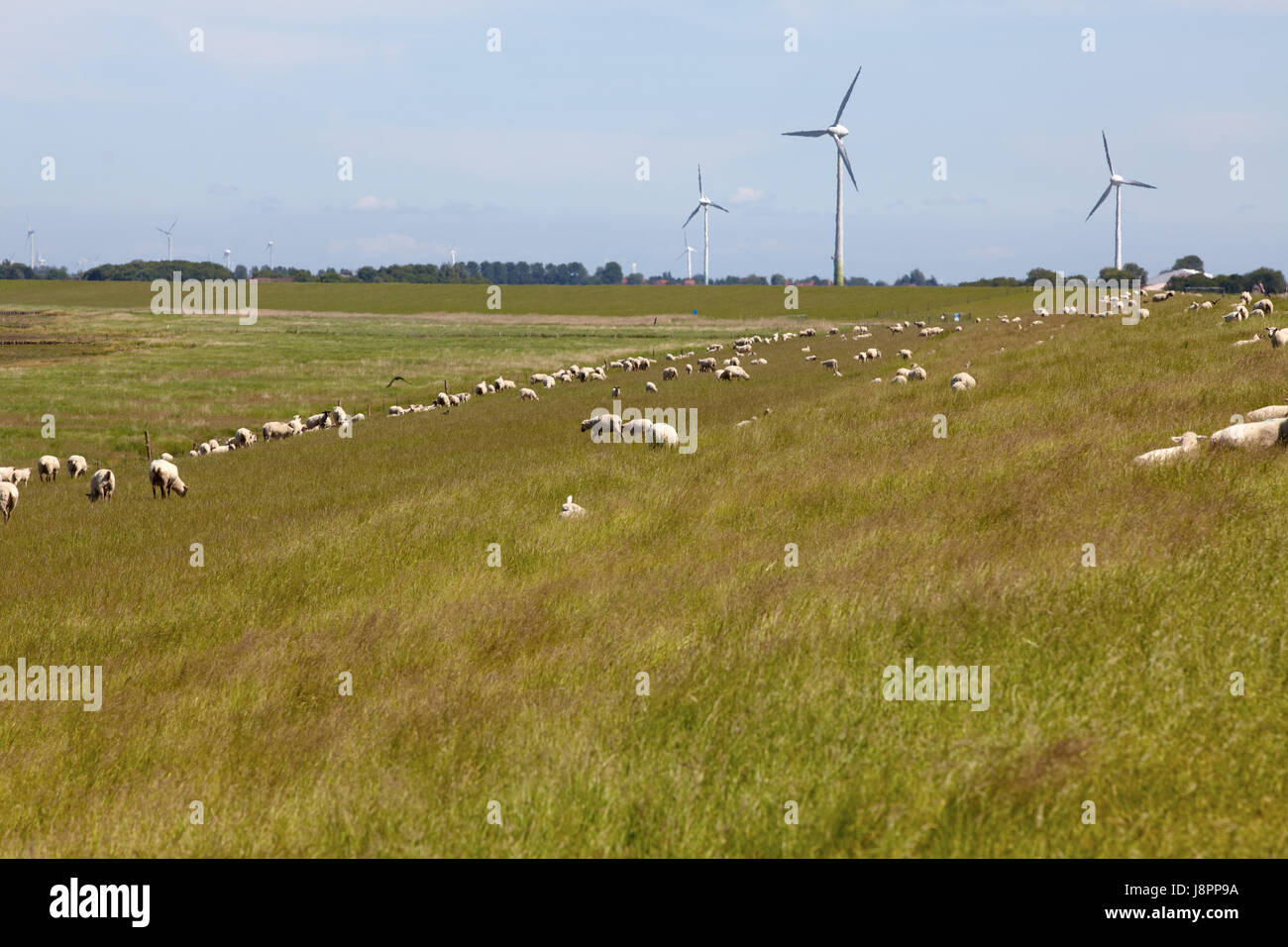 horizon, width, sheep (pl.), firmament, sky, scenery, countryside, nature, Stock Photo