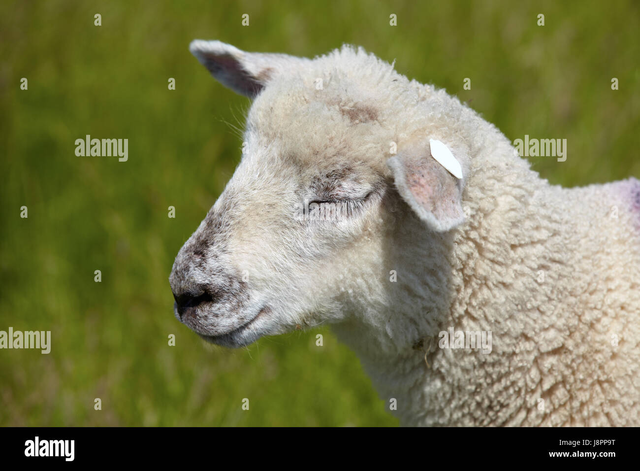 profile, green, portrait, sheep, wool, meadow, grass, lawn, lamb, head, house, Stock Photo