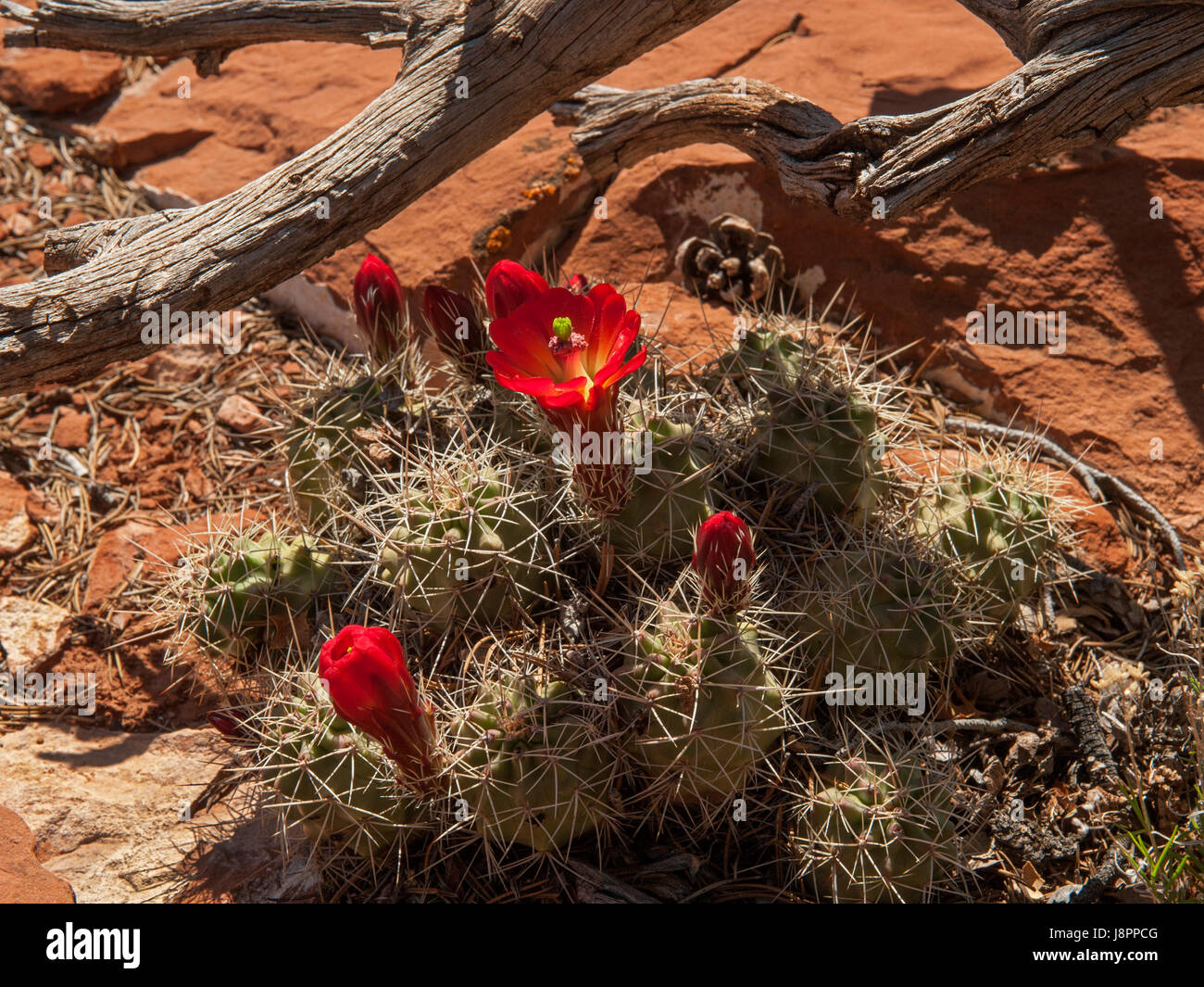 Claret Cup (Echinocereus triglochidiatus) cactus in bloom Stock Photo
