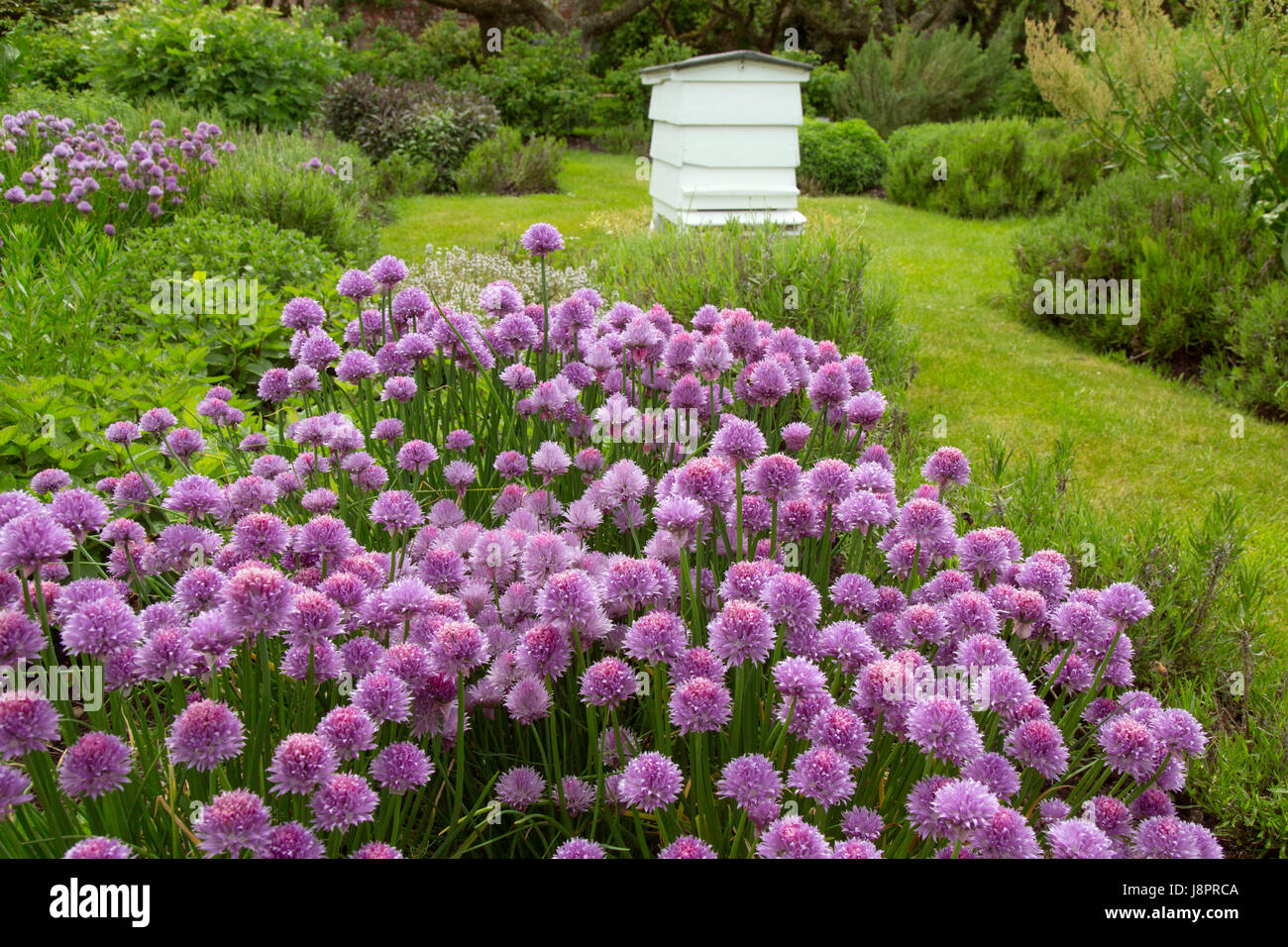 Traditional beehive in herb garden Norfolk Stock Photo