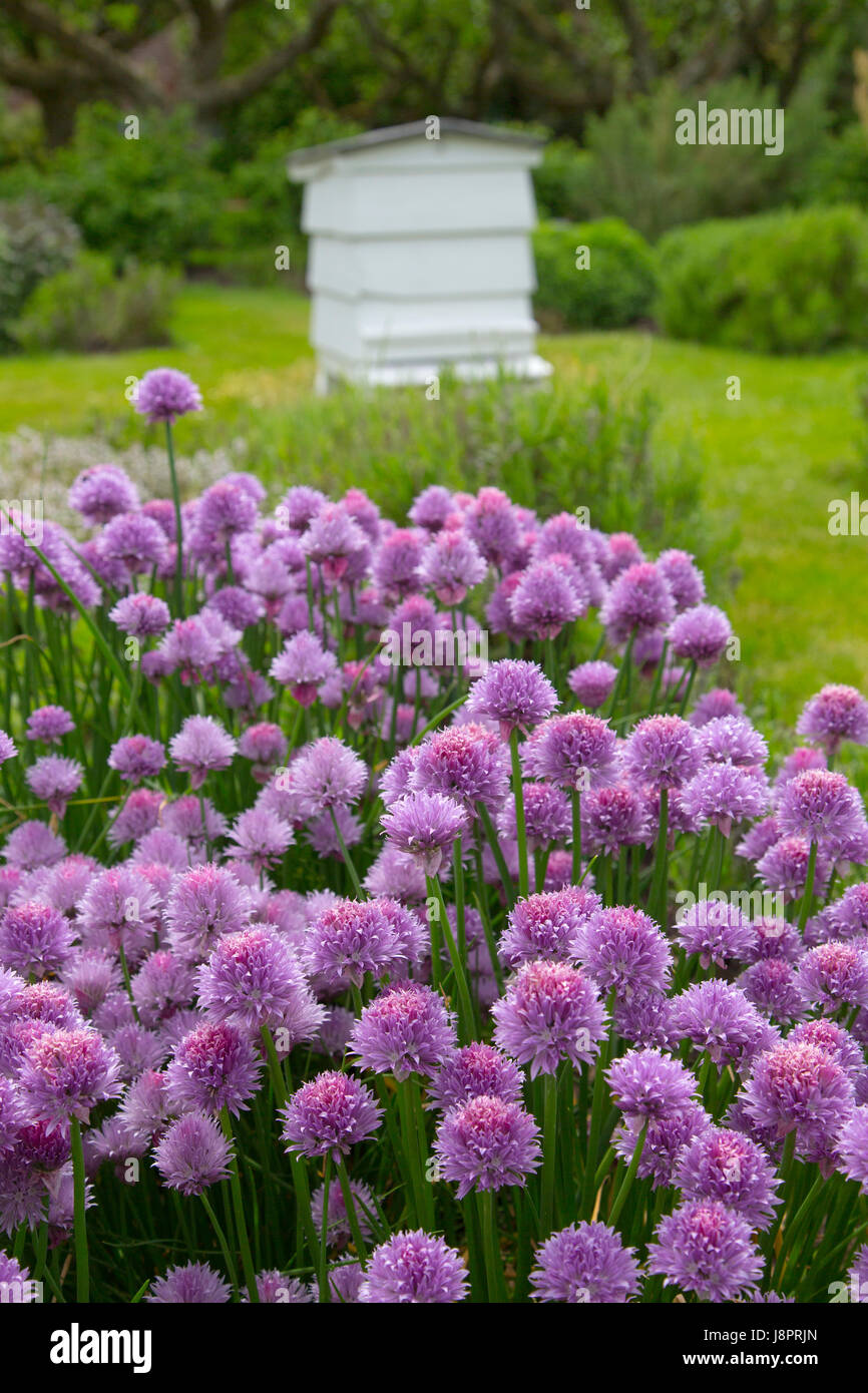 Traditional beehive in herb garden Norfolk Stock Photo