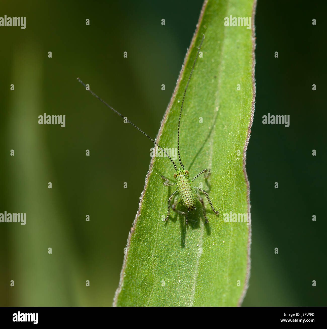 Babyface Insect Baby cricket insect hi-res stock photography and images - Alamy