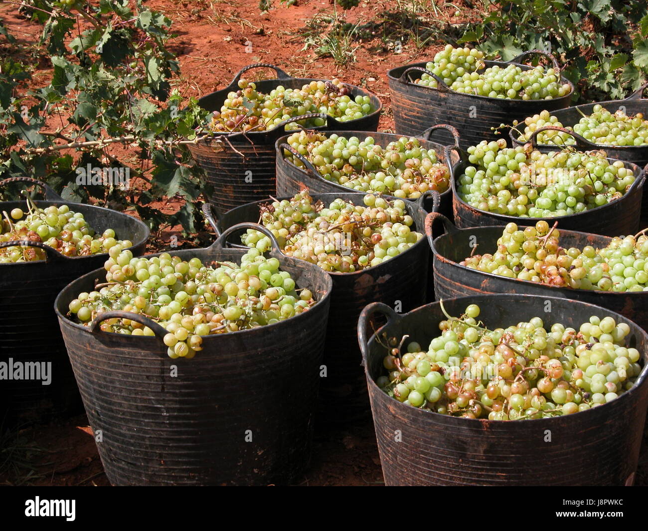 grapes, vintage, common grape vines, vine, grape vine, grapevine, pick