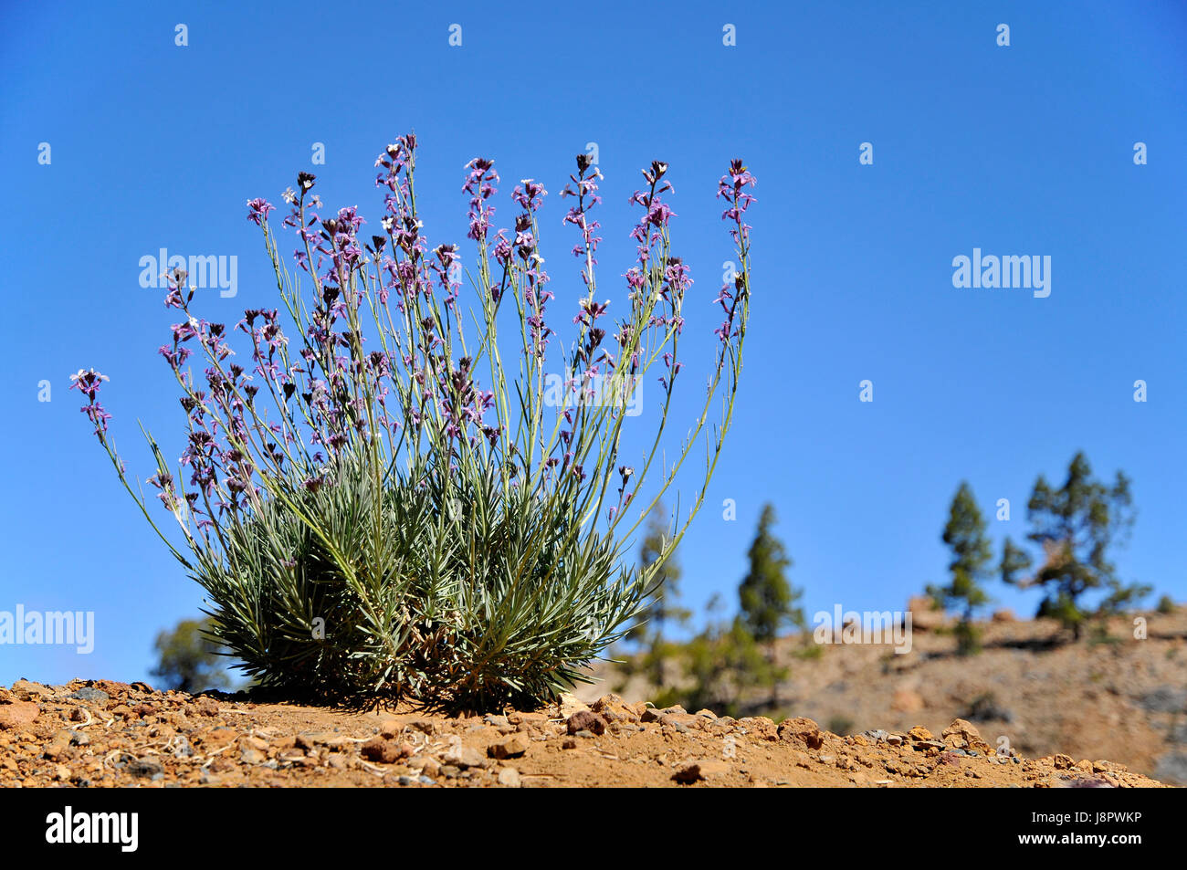 canary, wallflower, blue, closeup, europe, spain, archipelago, stalk, stem, Stock Photo