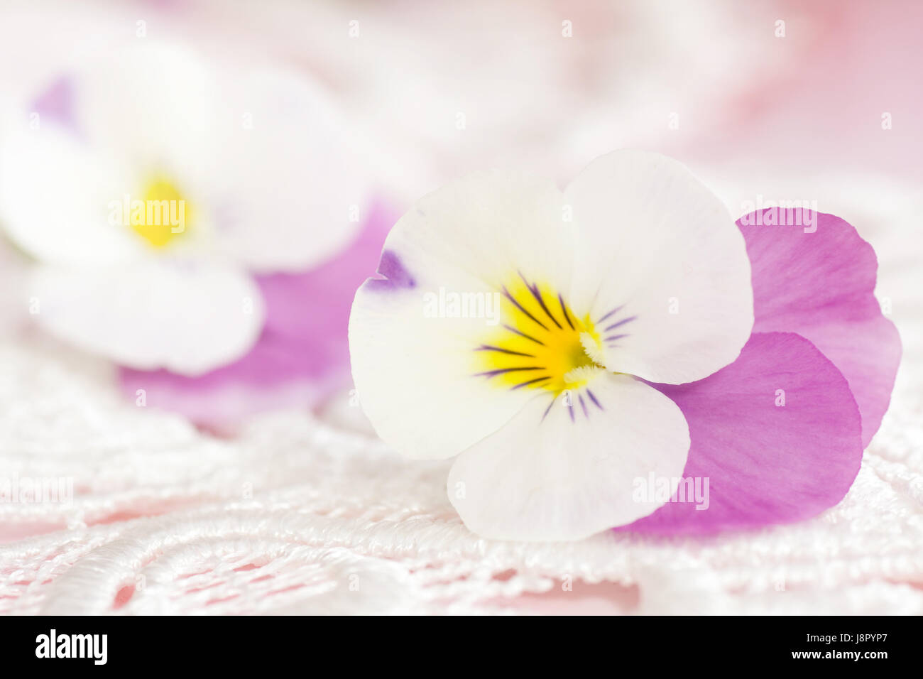 flower, plant, flowers, botany, basket, spring, homeopathy, naturopathy, pansy, Stock Photo