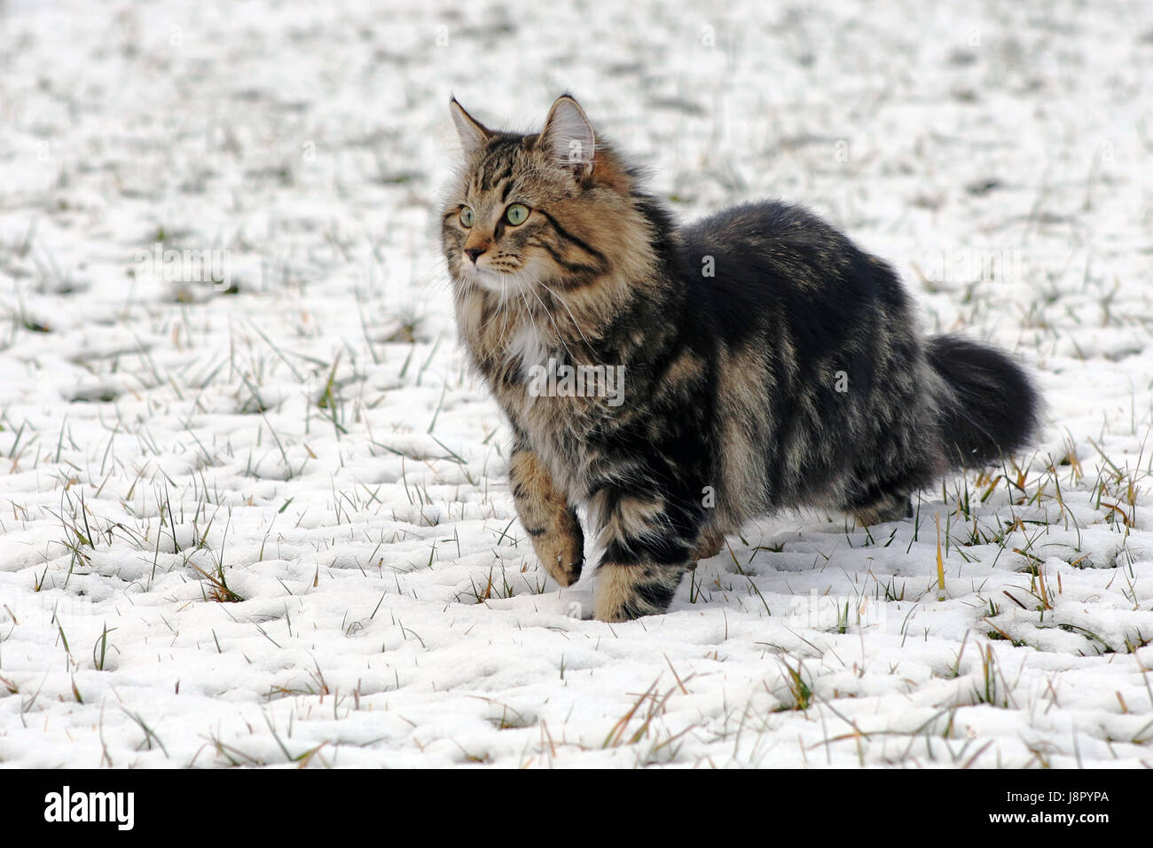 the correct coat for the winter or cats have fun in the snow Stock