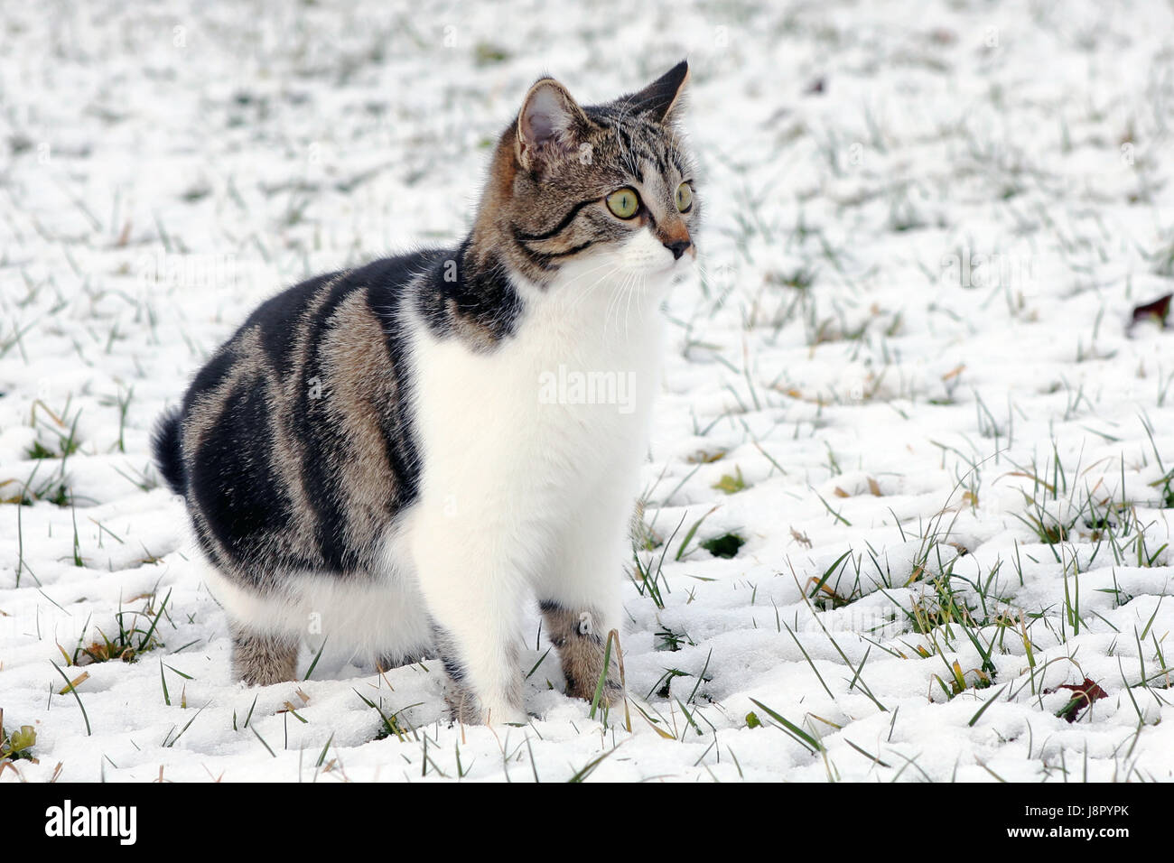 winter, pet, cold, outside, pussycat, cat, domestic cat, snow, weather, wait, Stock Photo