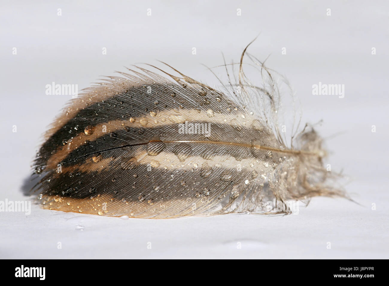 bird, birds, facility, easy, feathery, downy feather, feather, water