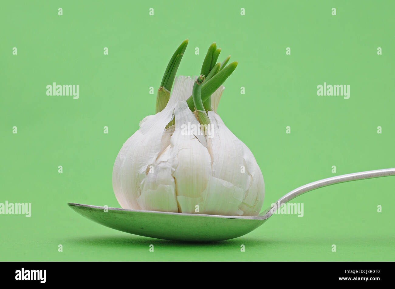 toe, onion, garlic, clove of garlic, germ, germinate, spice, green, toe