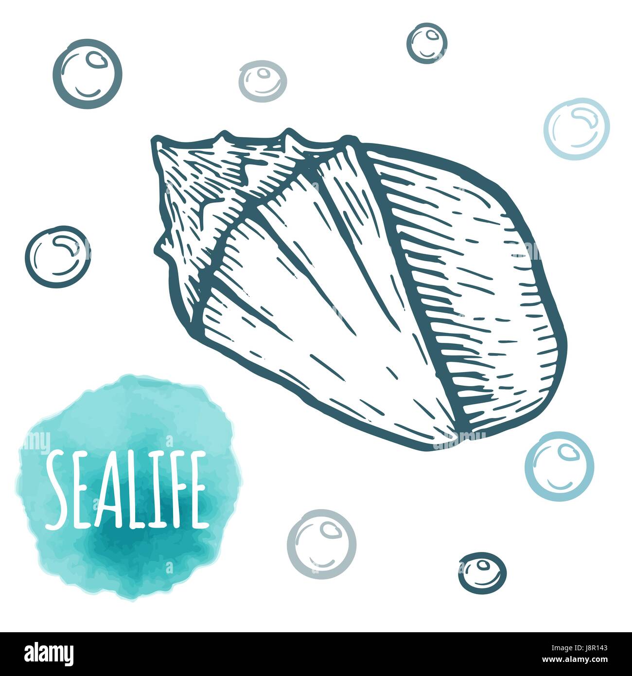 Seashell collection hand drawn aquatic doodle vector illustration