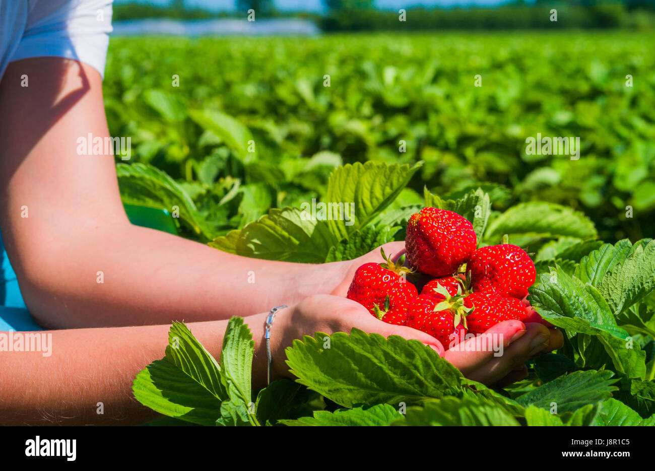 Hands holding fresh strawberries just collected on the field Stock ...