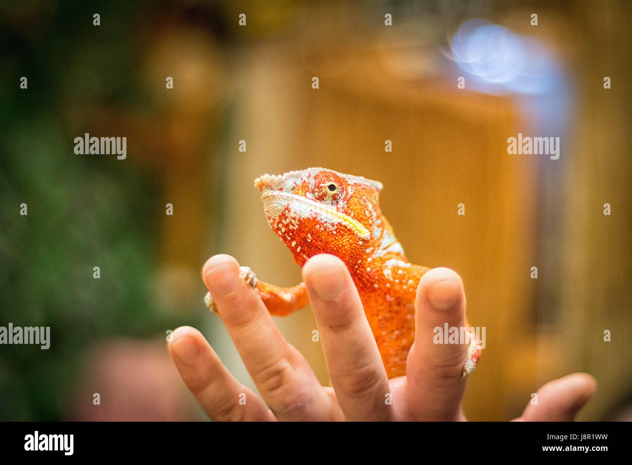 human hand holding chameleon, orange Stock Photo