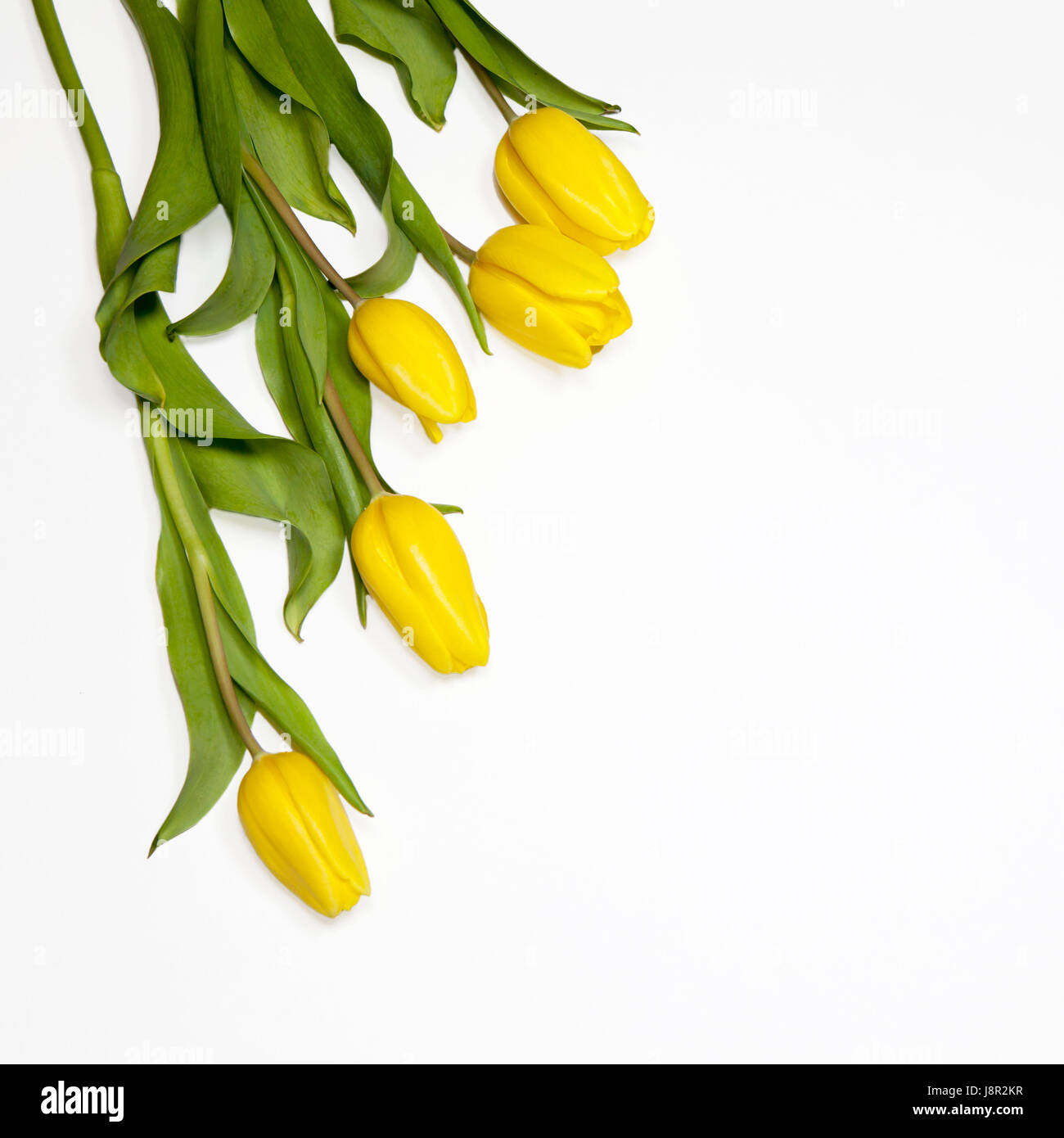 the Yellow tulips on a white background Stock Photo - Alamy