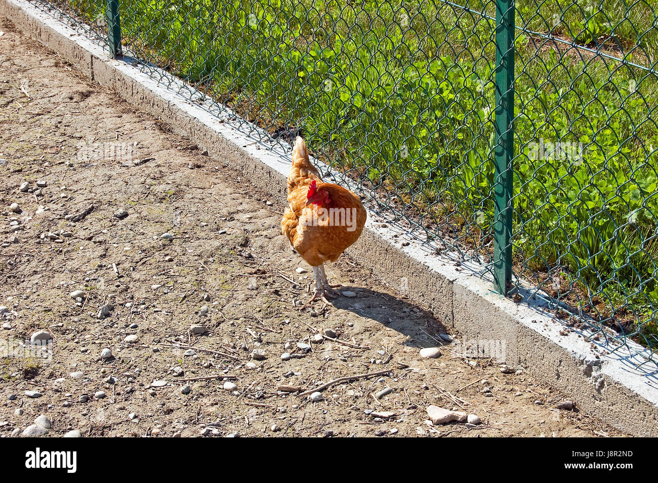 bird, livestock, farm, chicken, gaze, outdoors, bird, vertical, livestock, Stock Photo