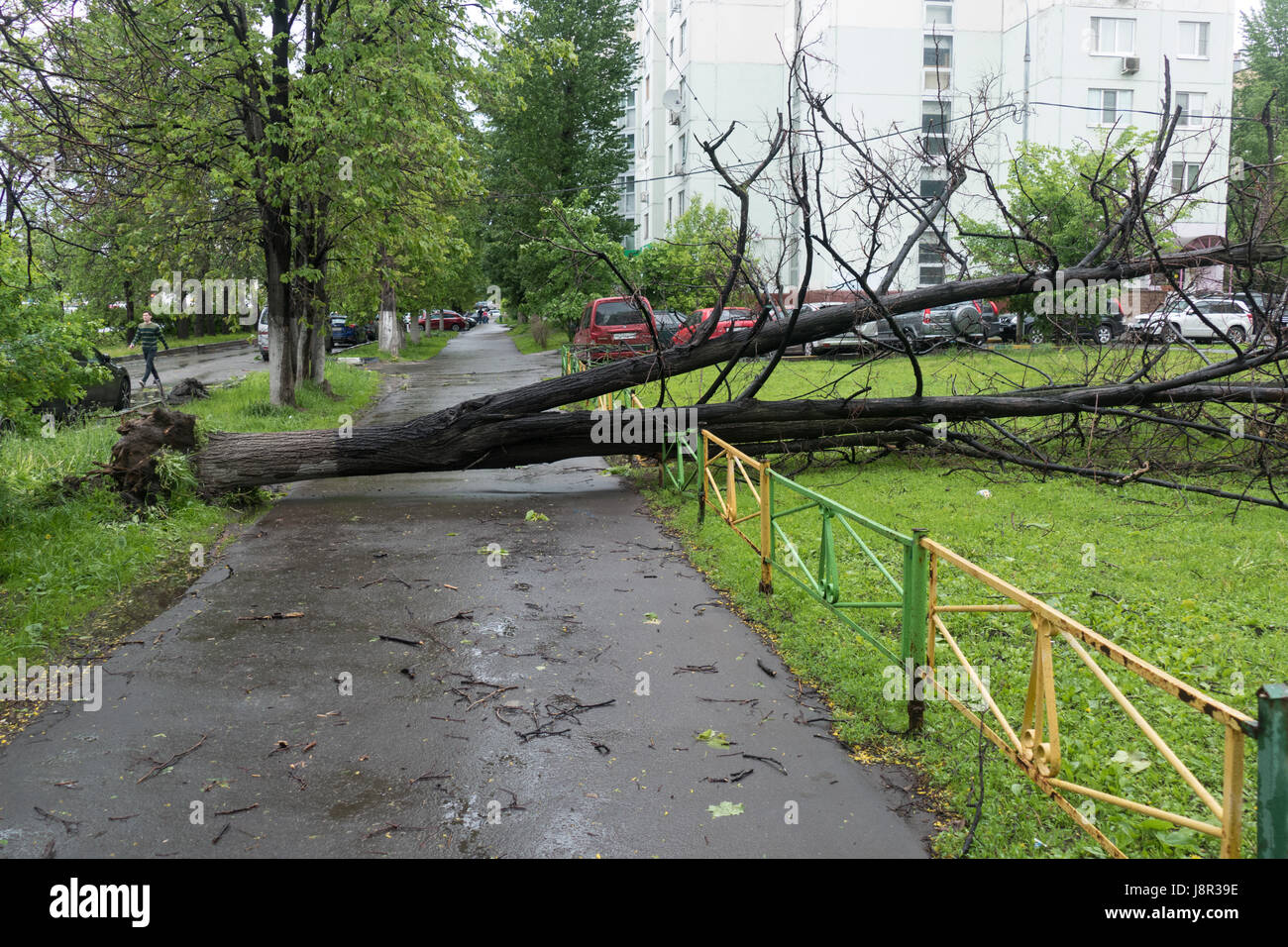Hurricane in Moscow - fallen trees Stock Photo