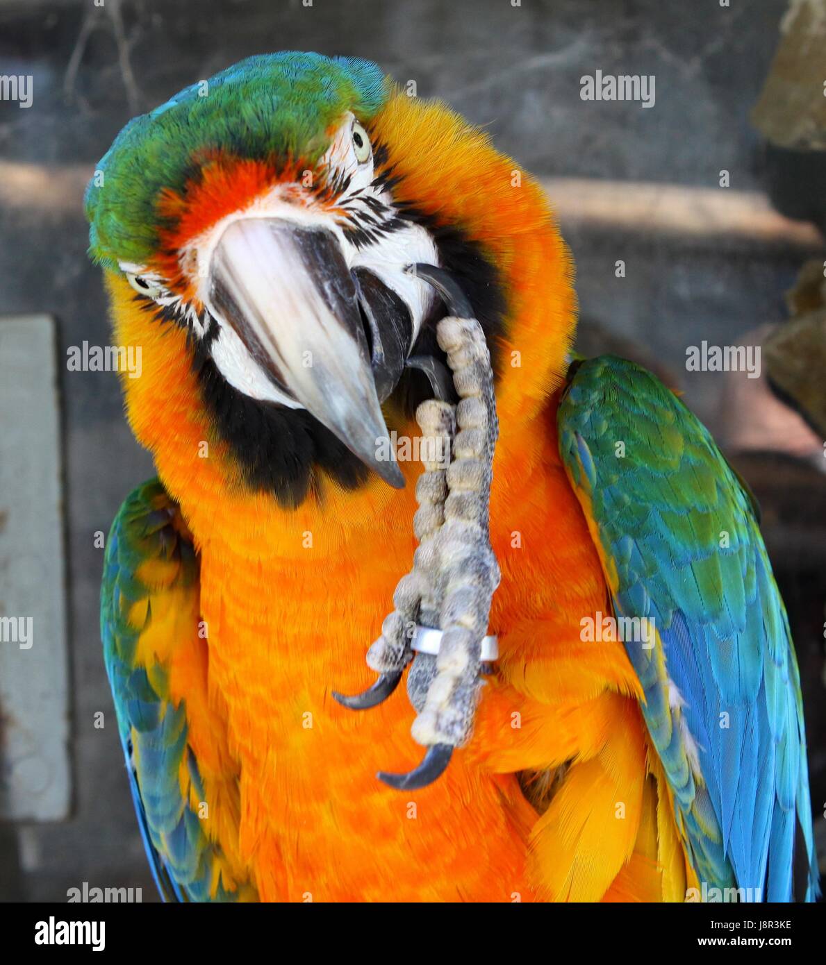 Papagei papagei hires stock photography and images Alamy