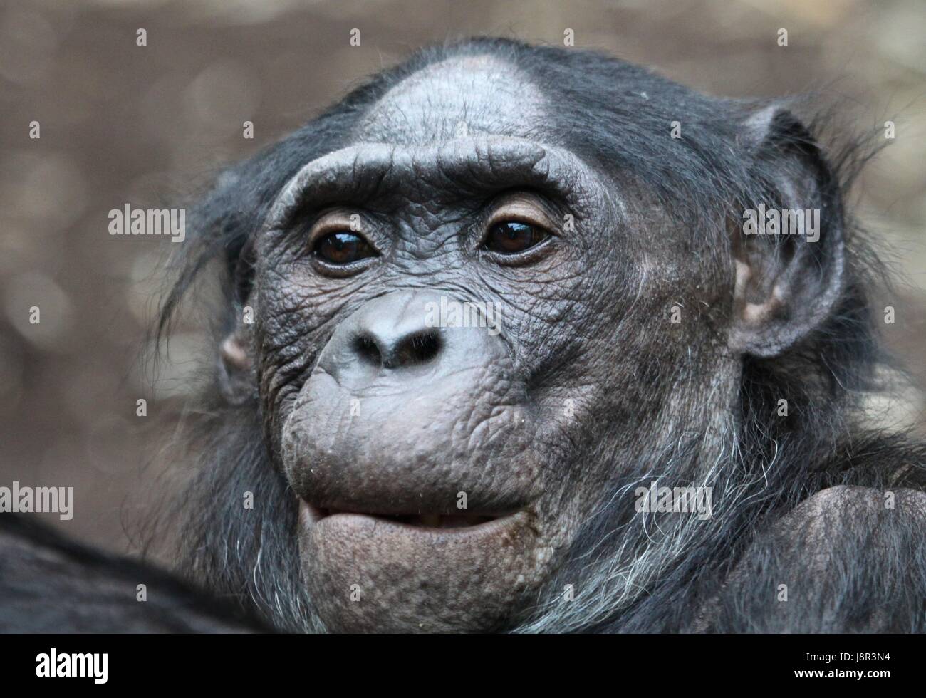 step,tier,affe,ape,totenkopfffchen,affe,ape,affe portrait,close up,primat Stock Photo