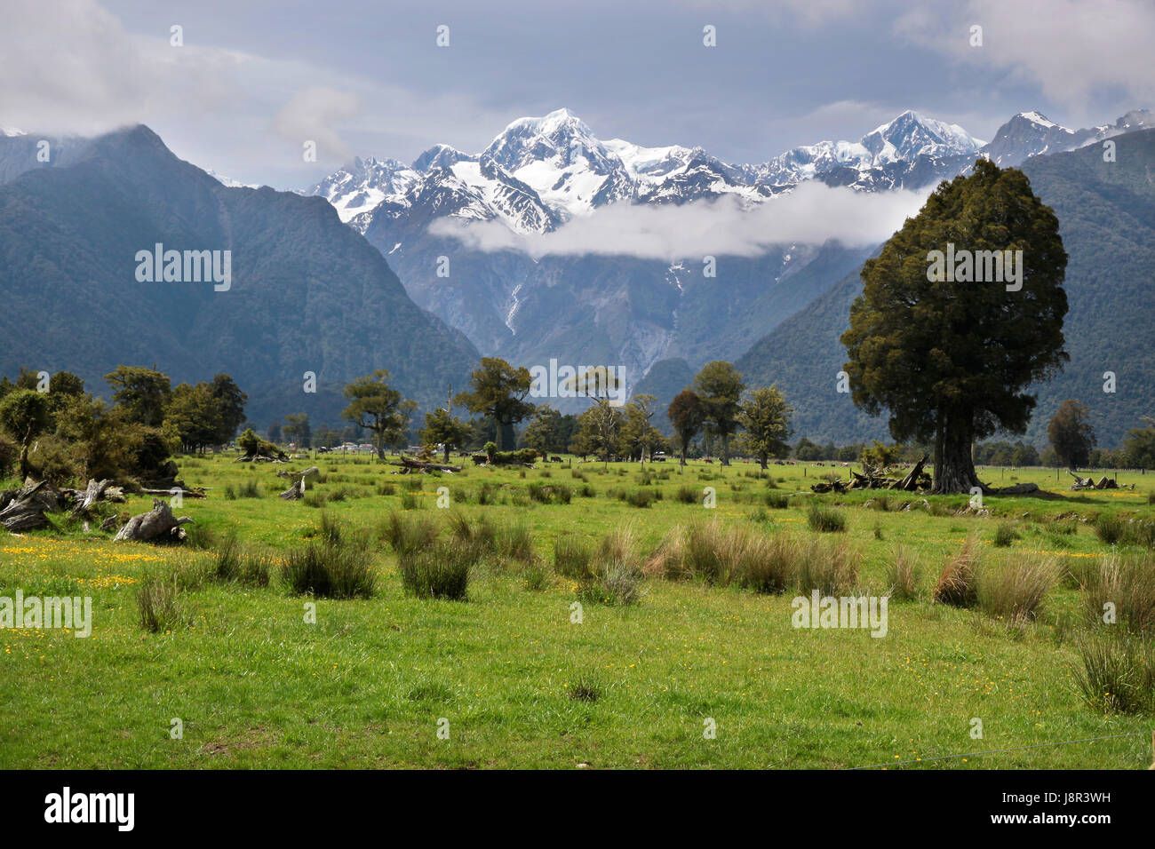 view of mount cook from fox village from Stock Photo
