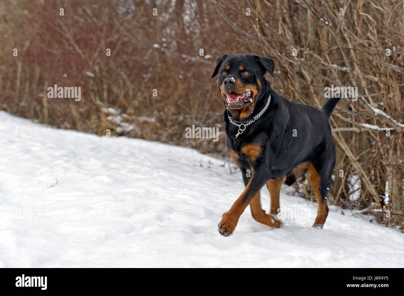 Sport Rottweiler Are Rottweilers Good To Run With