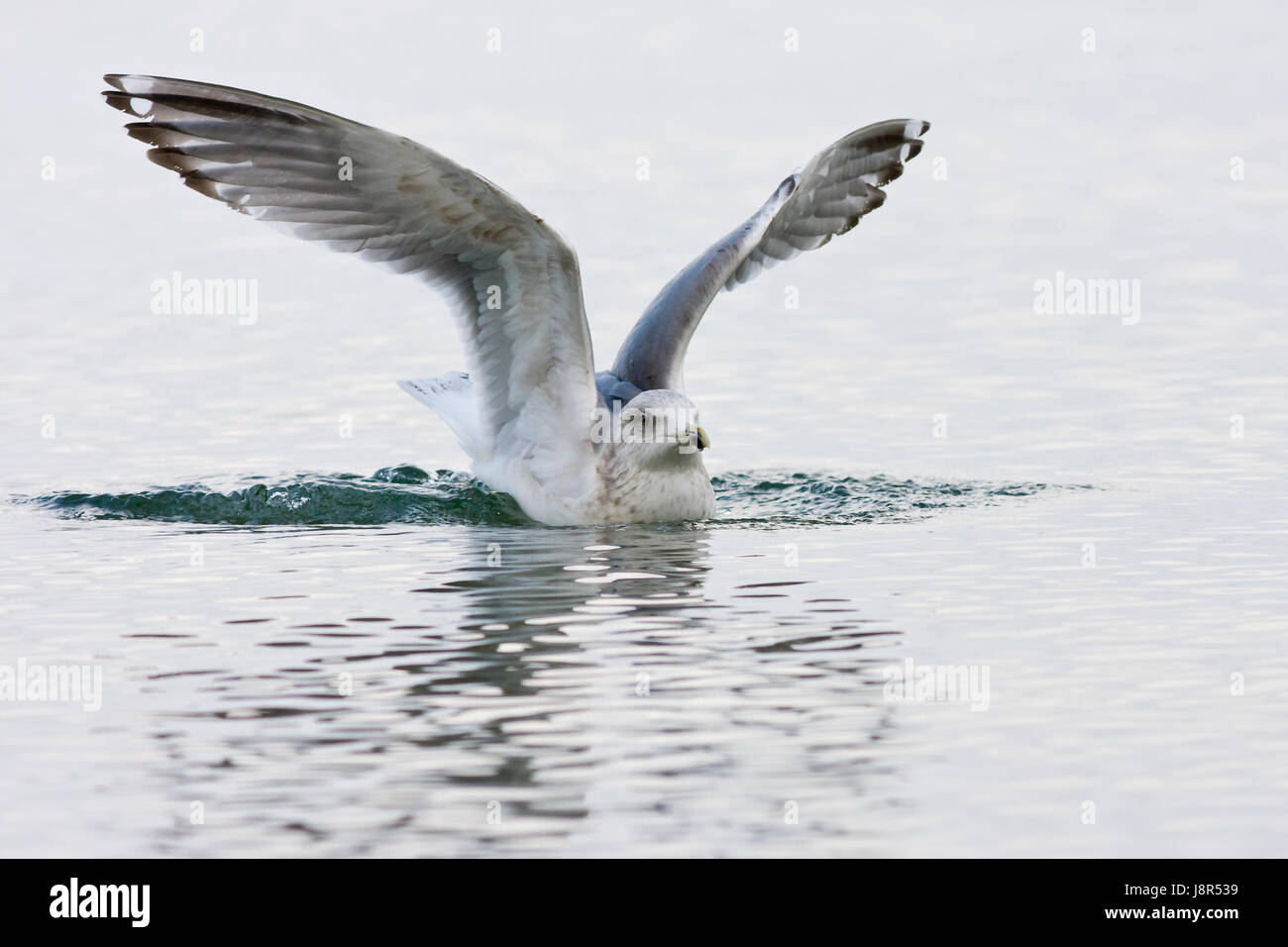 young herring gull (larus argentatus) Stock Photo