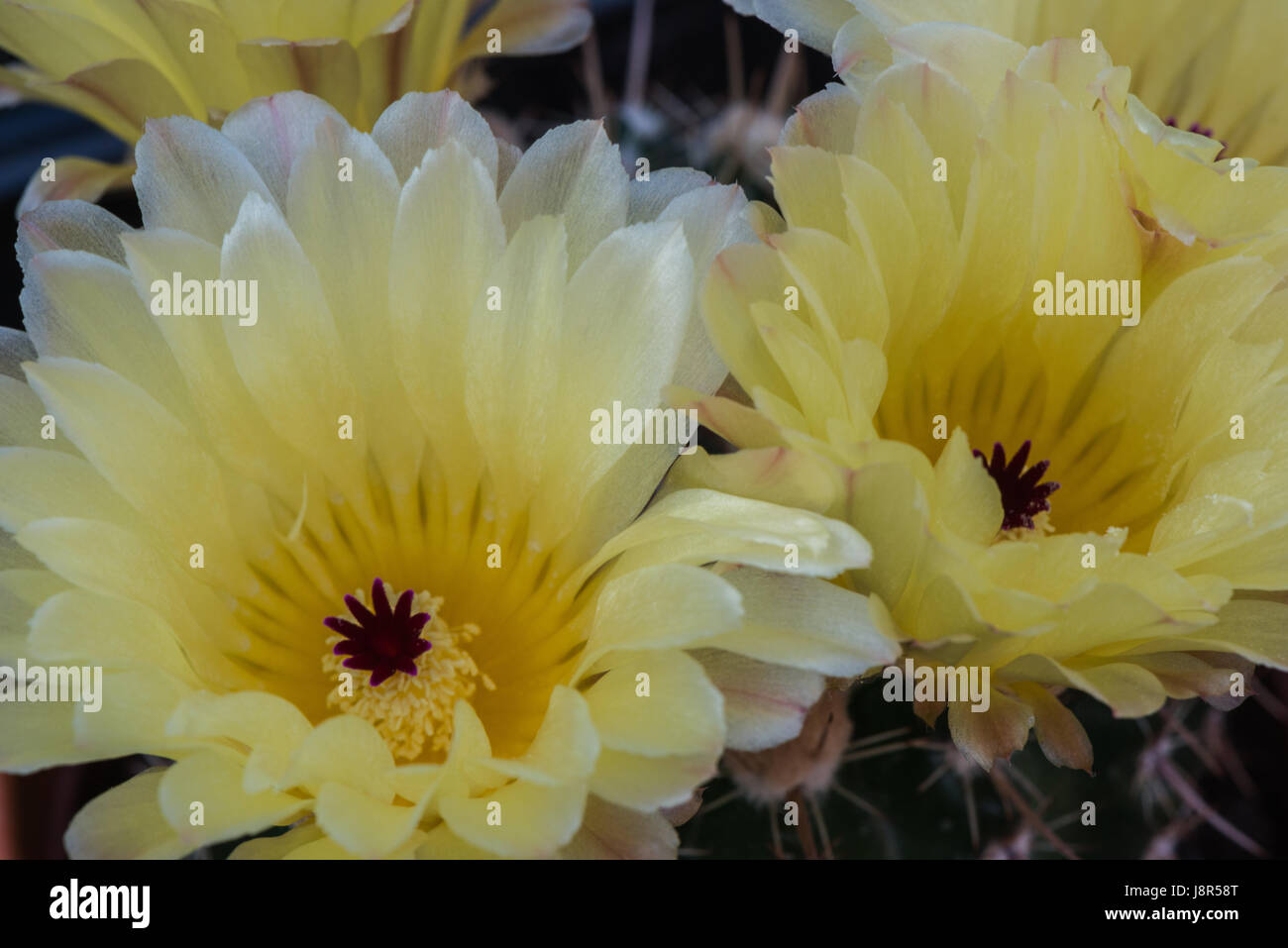 The delicate, exotic flowers of an Echinopsis cactus in the greenhouse Stock Photo