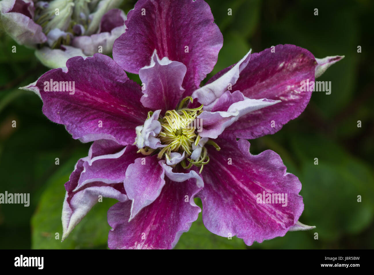 Semi-double flower of the early summer flowering garden climber, Clematis Piilu Little Duckling Stock Photo