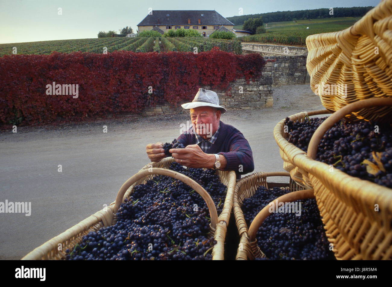 BURGUNDY BASKETS CHARACTER FRENCH MAN PERSON PINOT NOIR GRAPES HARVEST  VENDANGES HARVESTER GRAPE PICKER CHARACTER BASKETS Traditional Burgundian  baskets of harvested Pinot Noir grapes outside Louis Latour Château de  Grancey winery, with