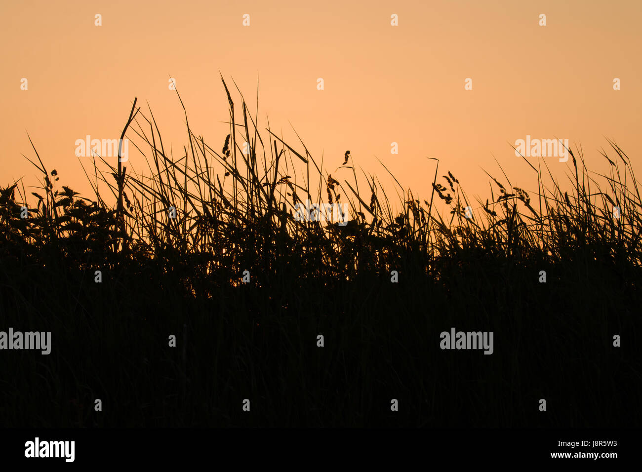 Grasses and wild flowers silhouetted against orange sky at dawn Stock Photo