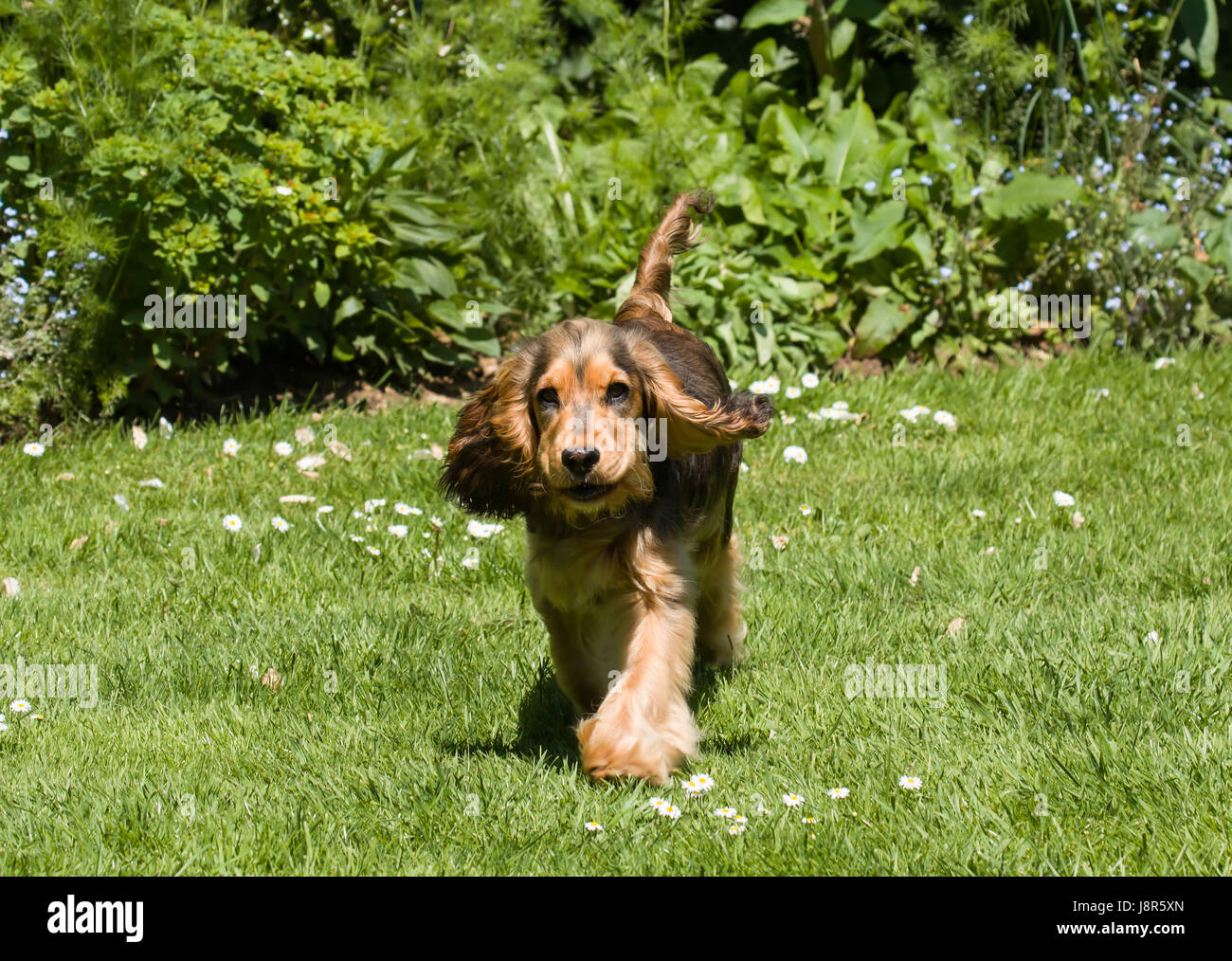 Sixmonthold Sablecoloured English Show Cocker Spaniel Puppy running