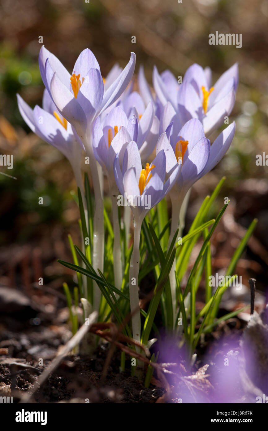 garden, plant, flora, crocus, spring, gardens, nature, blue, macro, close-up, Stock Photo