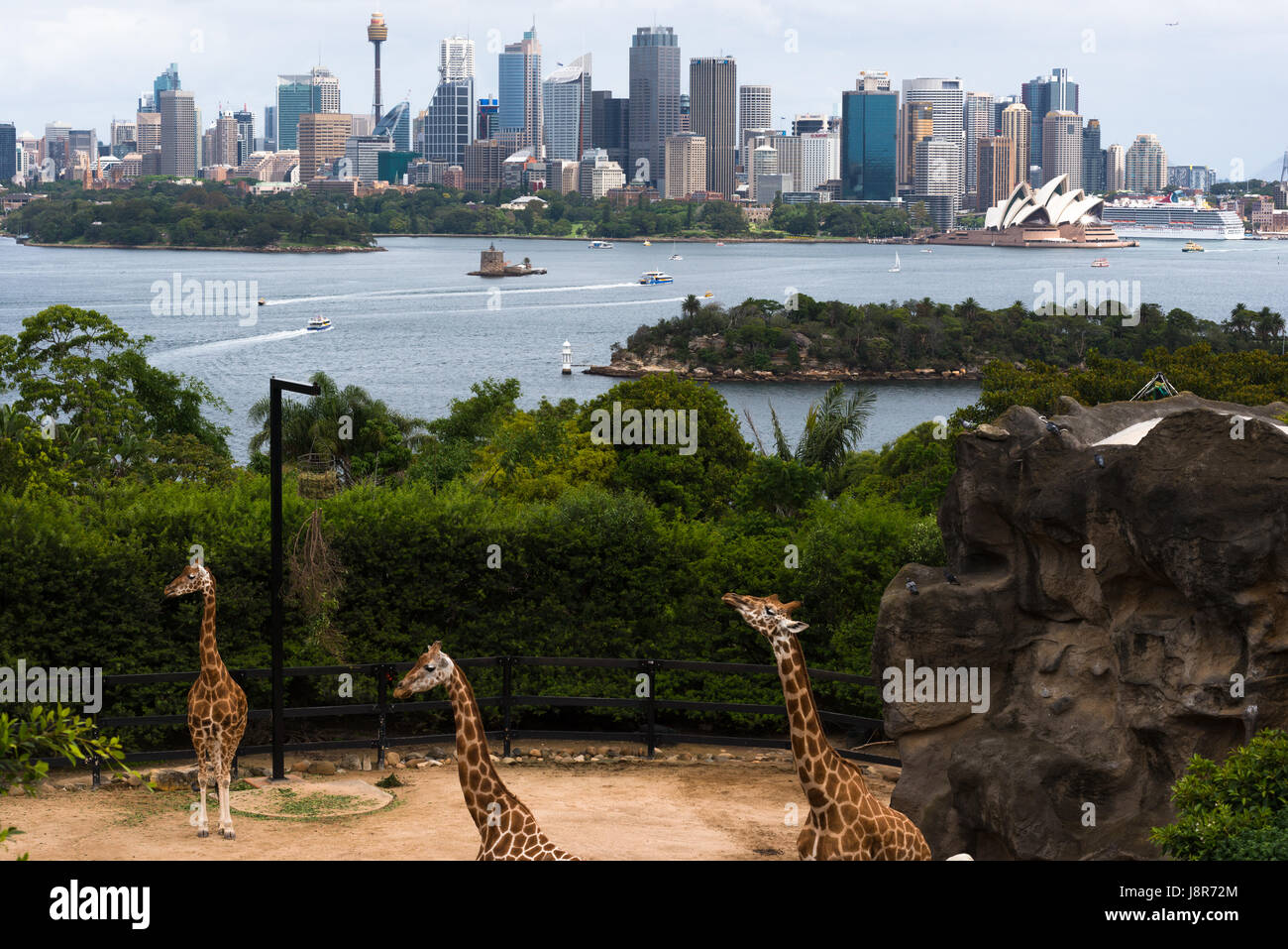 Sydney zoo hi-res stock photography and images - Alamy