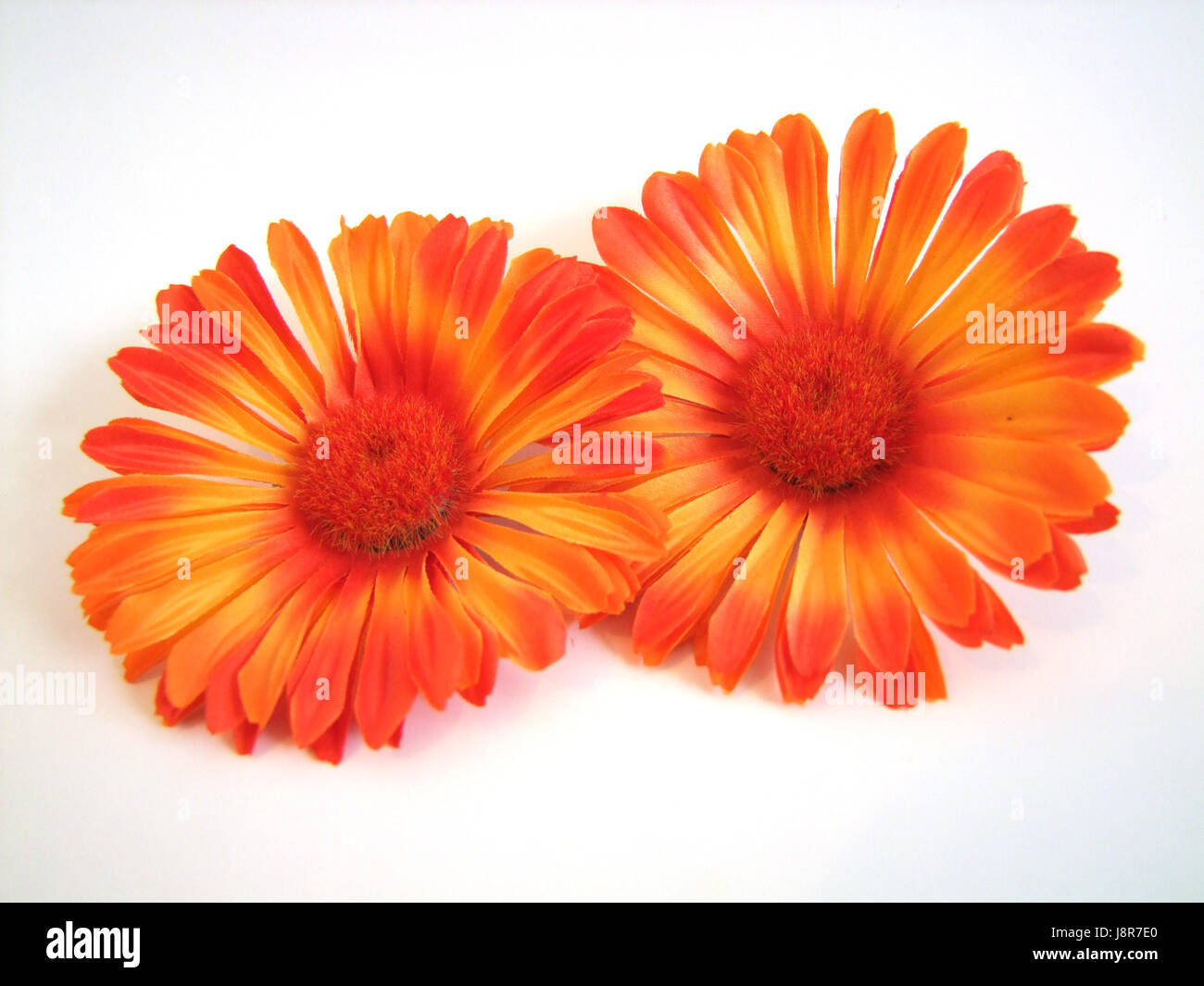 orange, flower, plant, bloom, blossom, flourish, flourishing, summer, summerly, Stock Photo