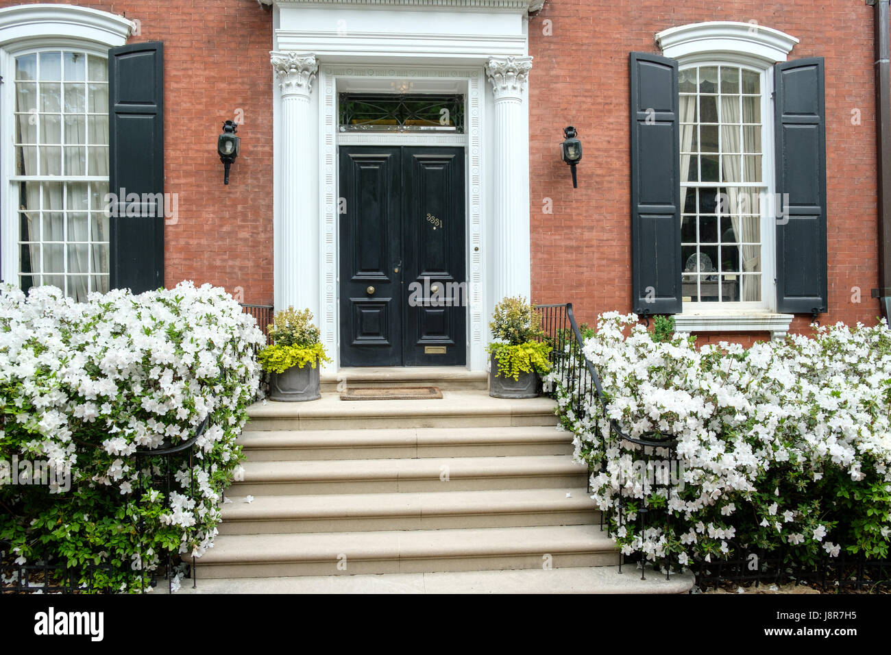 White Azaleas In Flower In Front Garden Of House On O Street Nw In Georgetown Washington Dc Usa Stock Photo Alamy