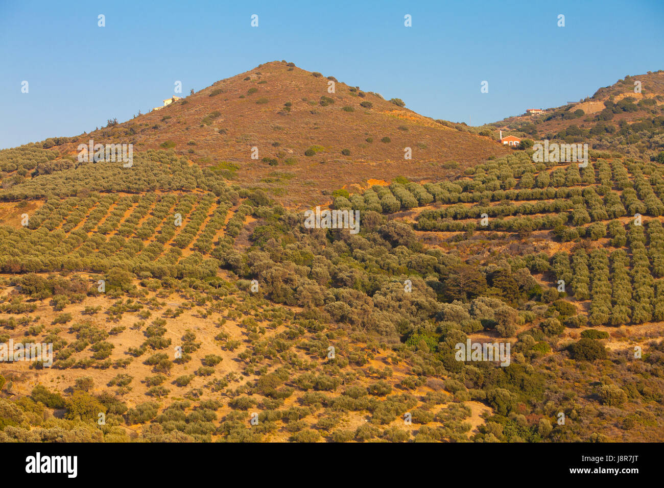 agriculture, farming, greece, inhospitable, plantation, blue, hill, green, Stock Photo