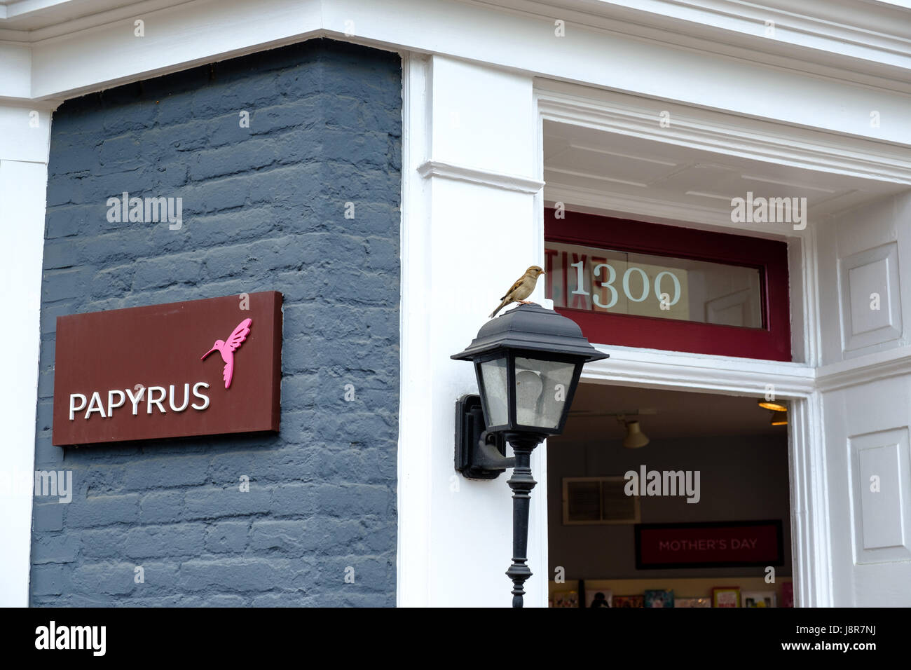 Bird perching on street lamp outside Papyrus stationery shop, Georgetown, Washington DC, USA Stock Photo