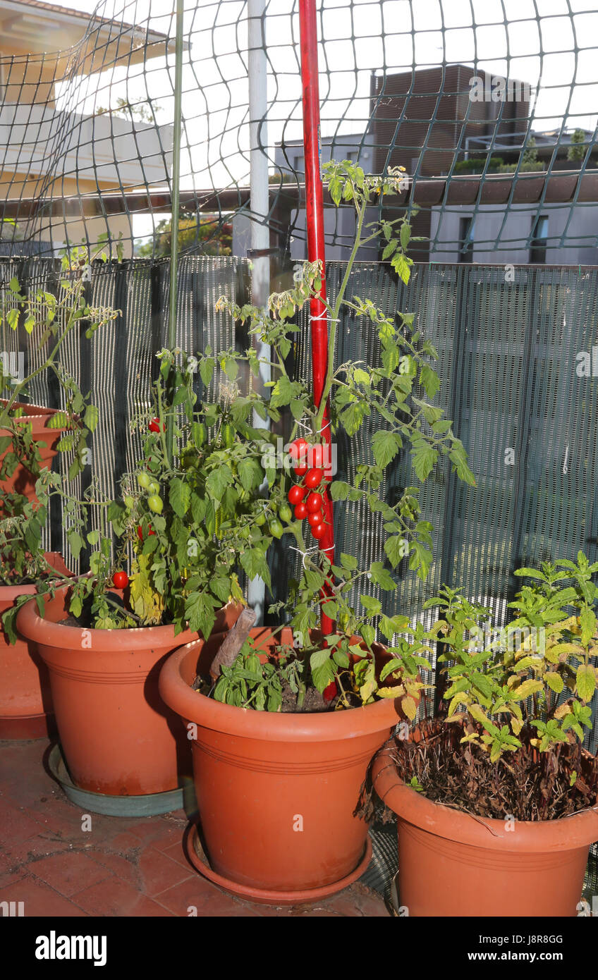 Tomatoes in the urban garden on the terrace of an apartment in the city Stock Photo