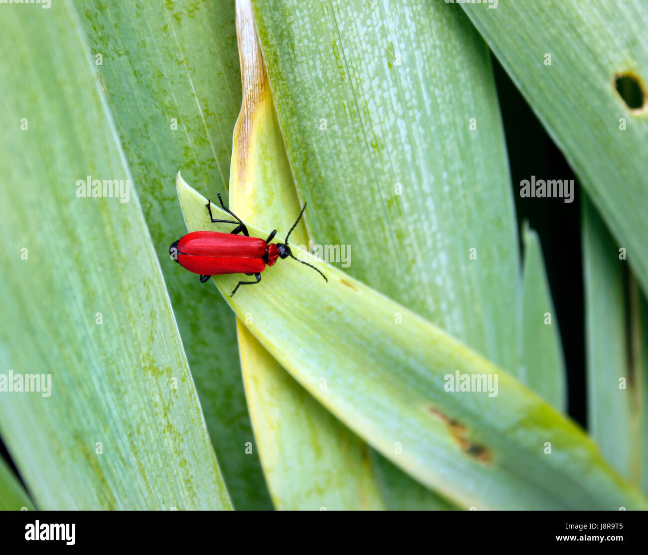 Scarce Black headed Cardinal Beetle (Pyrochroa coccinea) Stock Photo